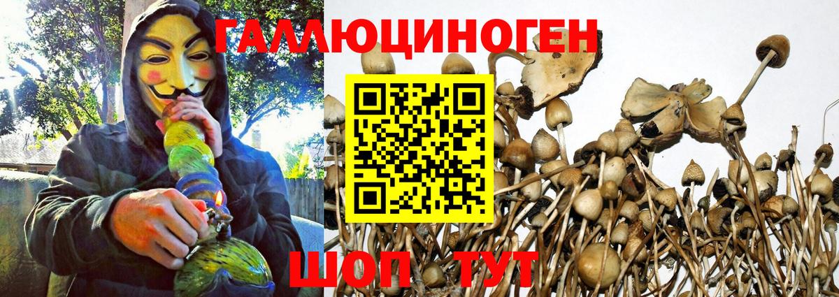 Псилоцибиновые грибы Psilocybe Ахтубинск